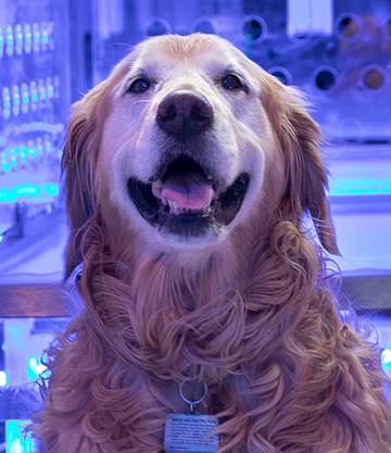 TESTIMONIAL Blu Pet Dog Dodges Surgery