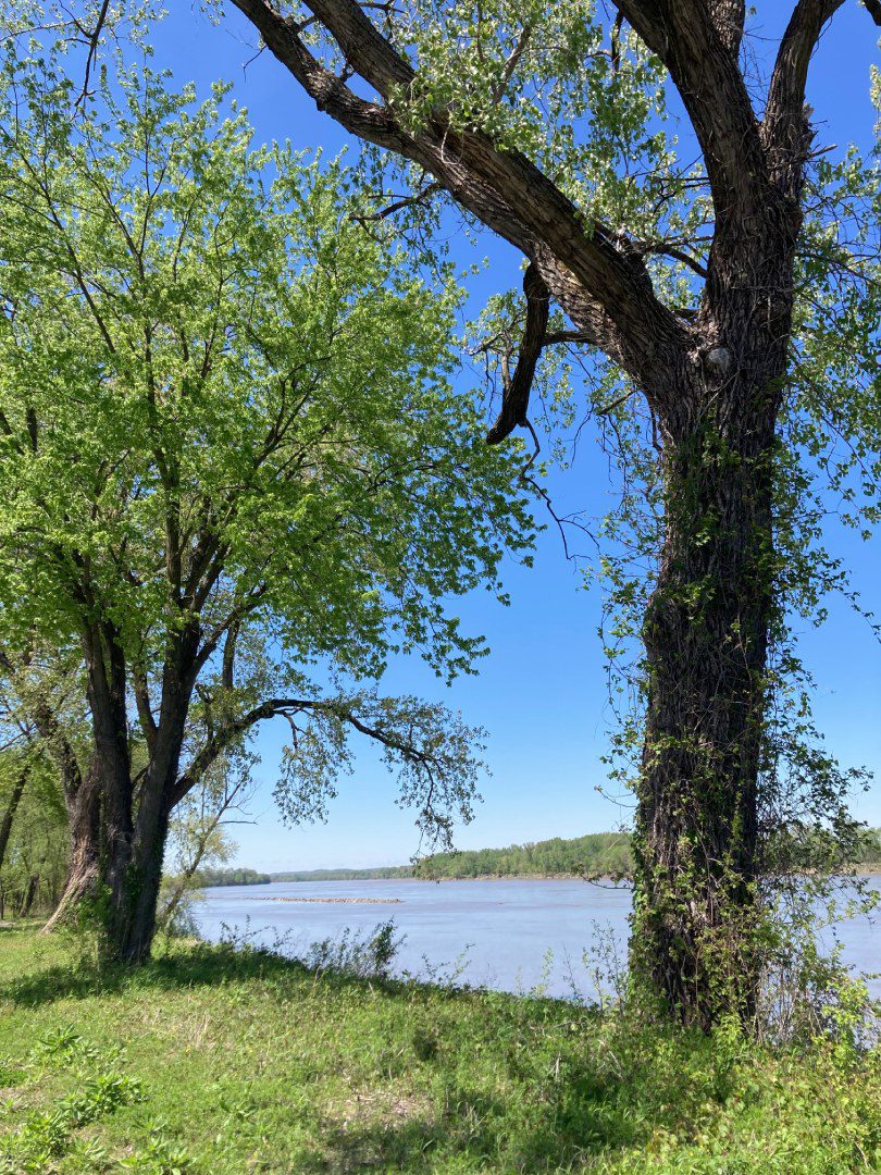 Two trees near a body of water with a sky background